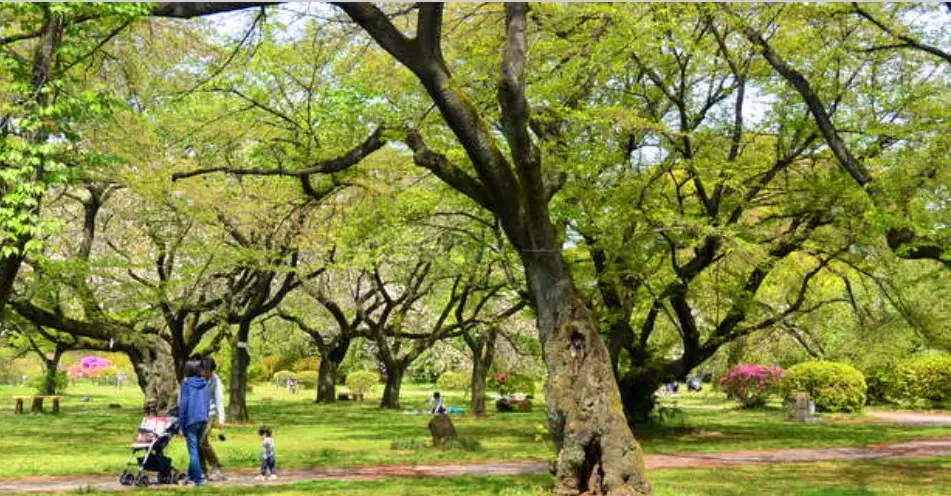 小石川植物園（東大附属）