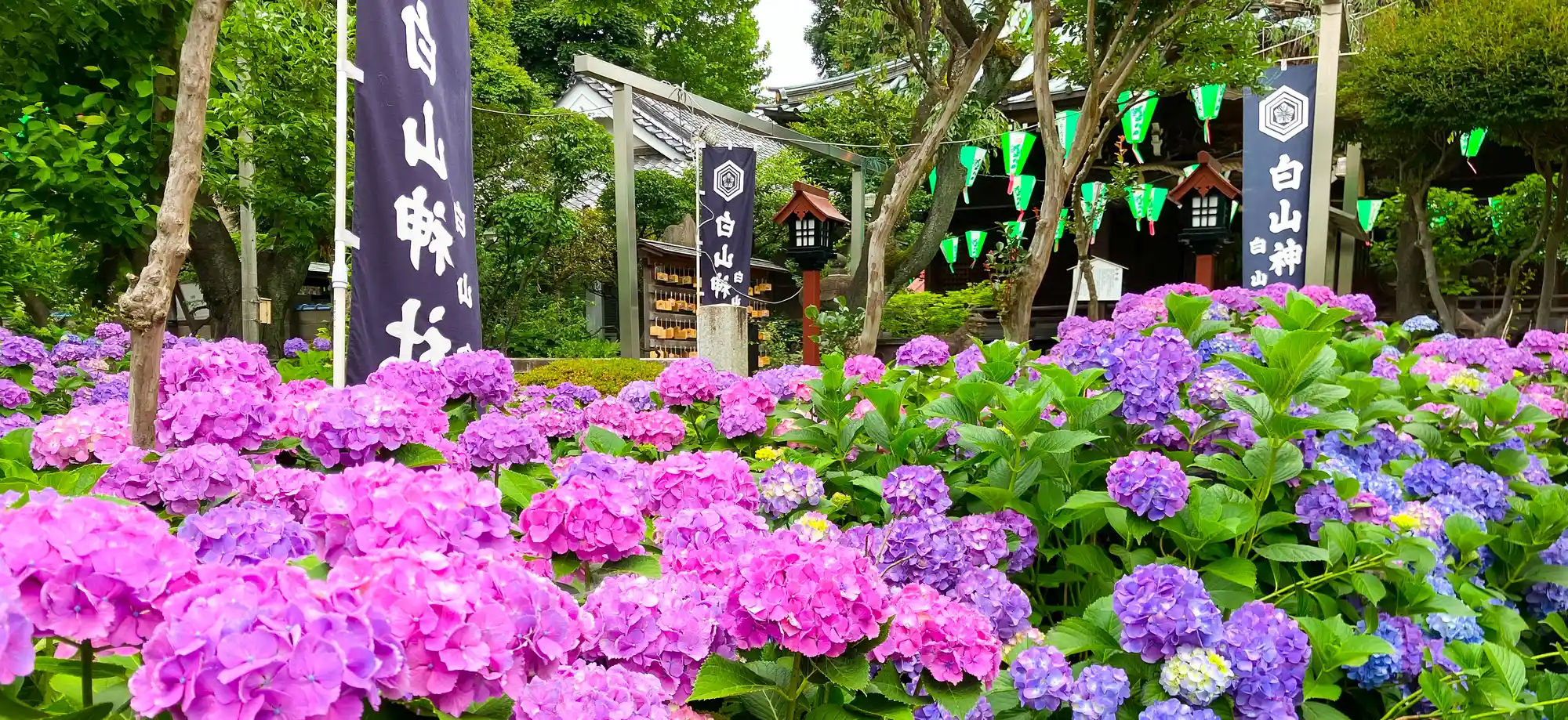 白山神社（本駒込 ）